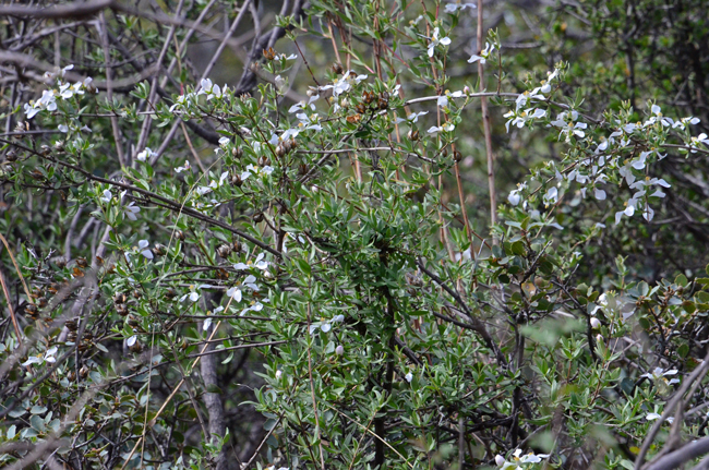 Cliff Fendlerbush prefers dry rocky and gravelly slopes. Cliff Fendlerbush is an important plant in the southwestern United States. It is valuable as food to deer and bighorn sheep and to livestock, including goats, when other food is scarce. Fendlera rupicola 